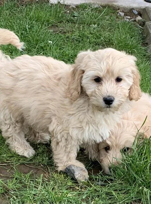 our cockapoo puppies ready