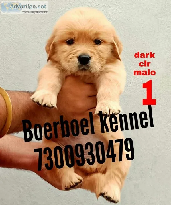 Healthy And Very Active Golden retriever puppies...7300930479