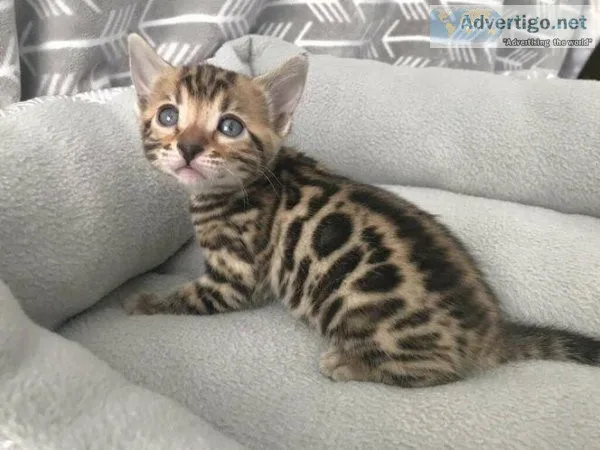 afaddaric Bengal kittens for sale