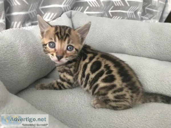 HJG Bengal kittens for sale