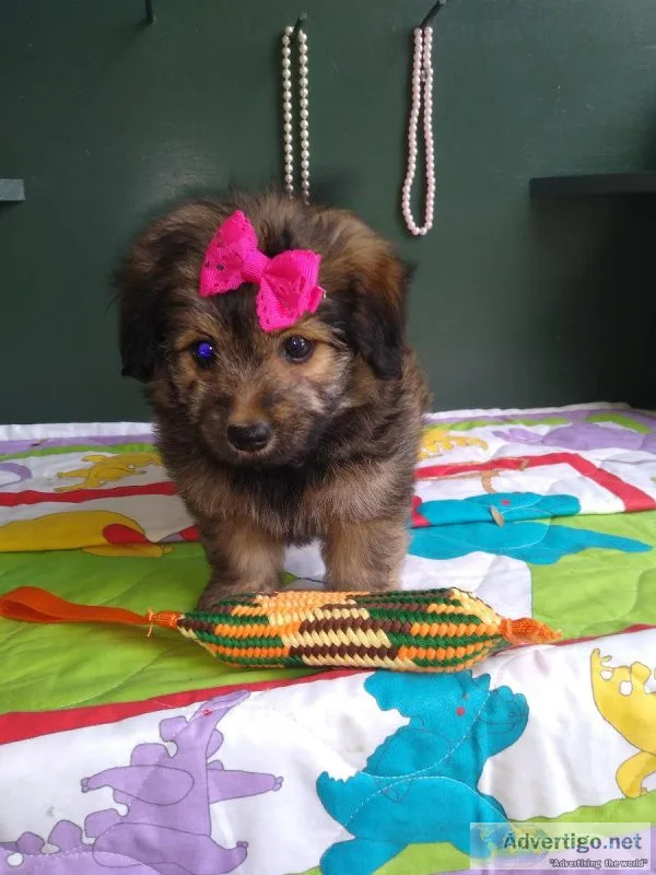 Toy pomapoo