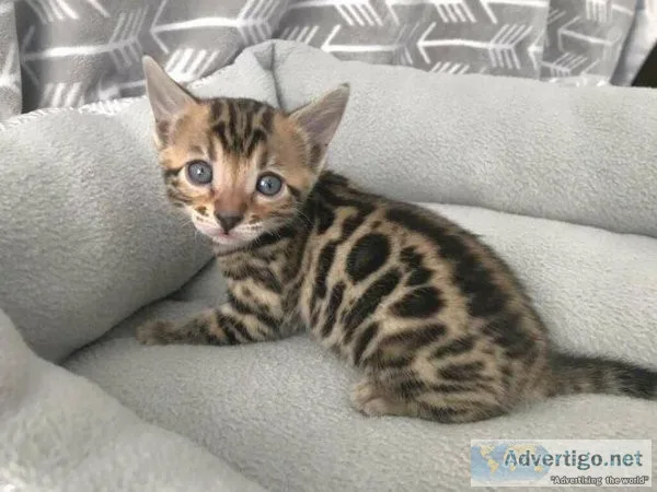 jsvfj Bengal kittens for sale
