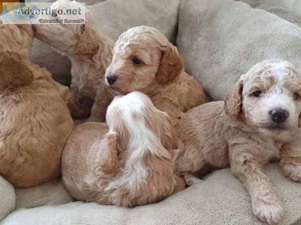 cute cockapoo puppies ready