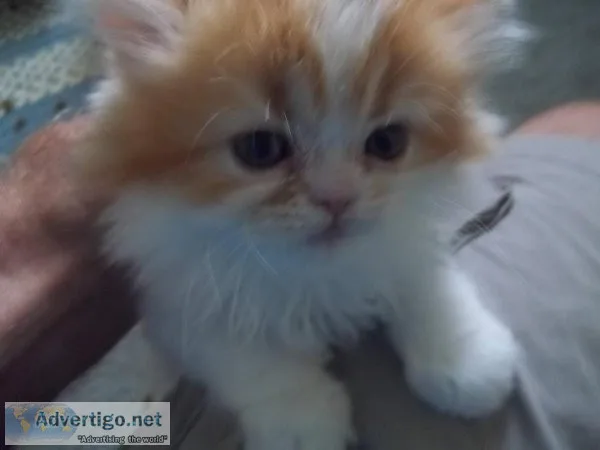 FANTASTIC PERSIAN KITTENS