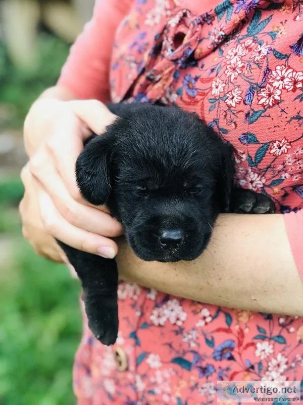 Labrador Retrievers