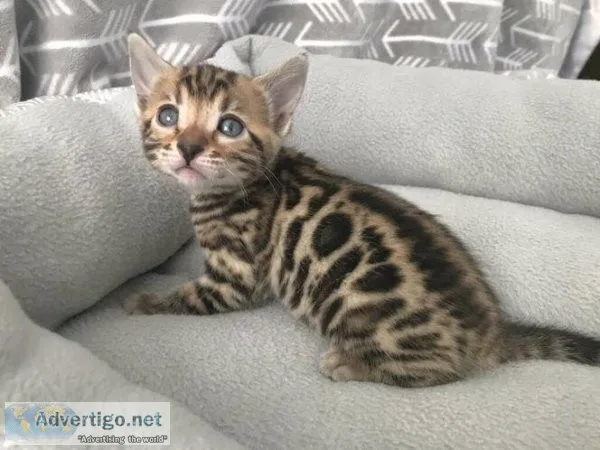 Hsx Bengal kittens for sale