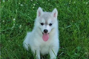 Lovely Siberian husky puppies...(970) 795-8918
