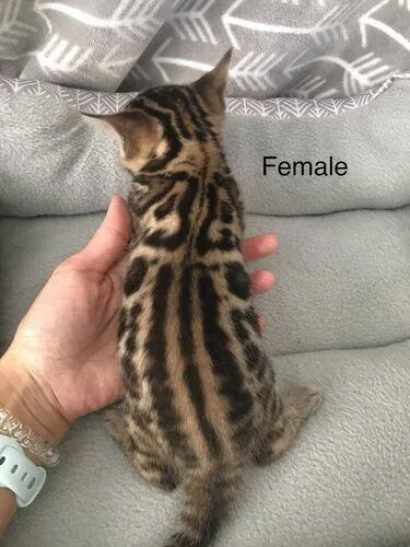 PPC Bengal kittens for sale