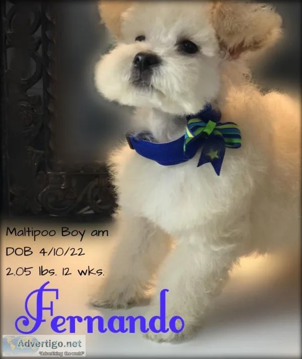 Quality Maltipoo Puppies