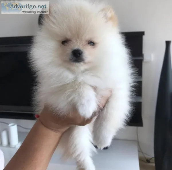 Pomeranian puppies