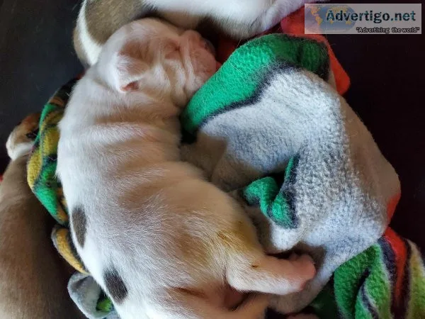 Olde english bulldog puppies