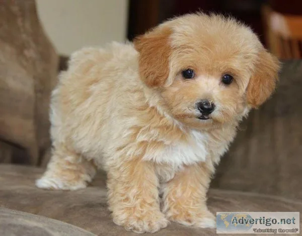 maltipoo for adoption near me