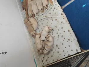 Golden Retriever puppies