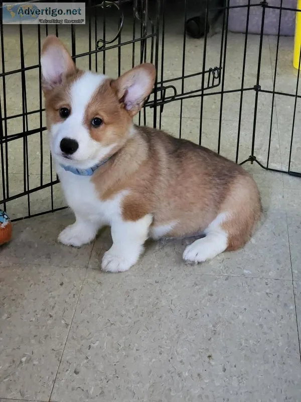 Purebred Pembroke Welsh Corgi Puppies