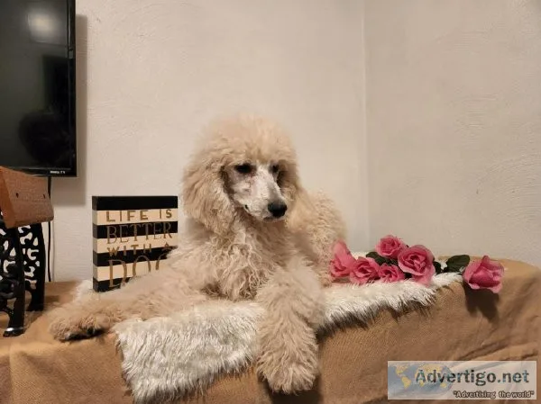 Standard Poodle Female