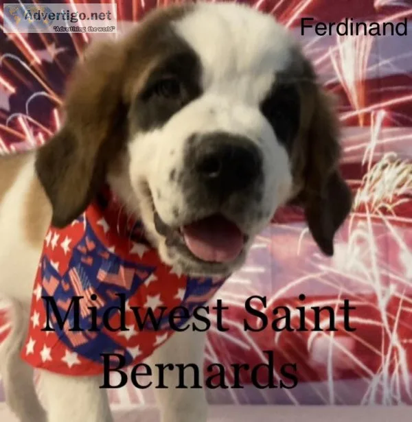 Saint Bernard