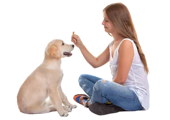 Obedience Training For Puppies In Ca Is An Important Part Of Own