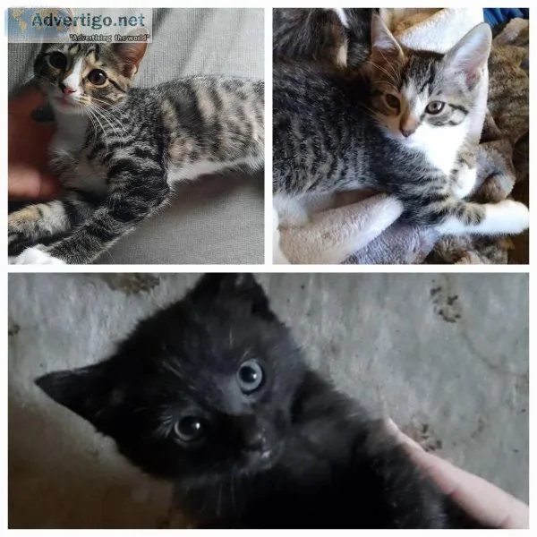 3 Female Kittens Left