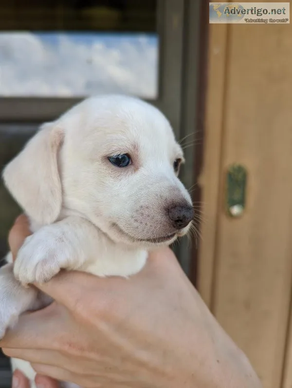 CKC Chiweenie Puppies