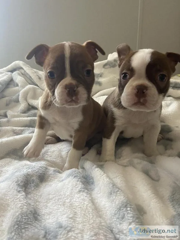 Boston terrier