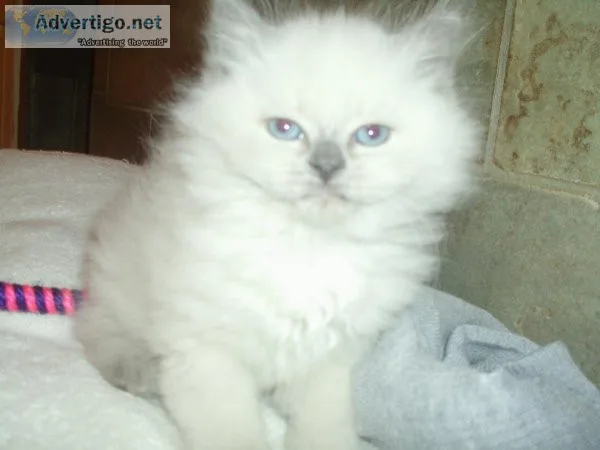 himalayan persian kitten