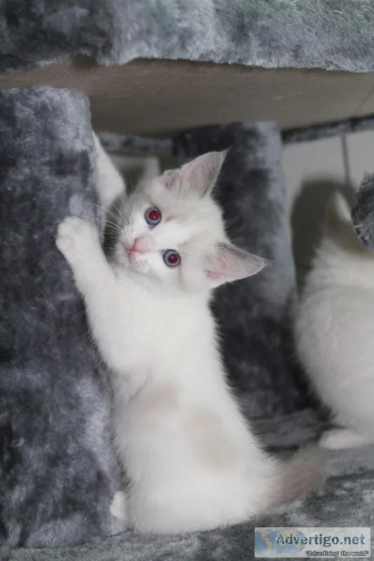 Ragdoll kittens