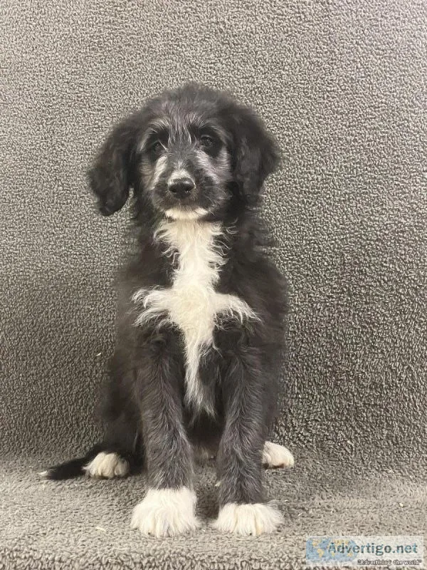 Bordoodle puppies