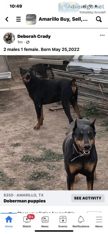 Doberman puppies