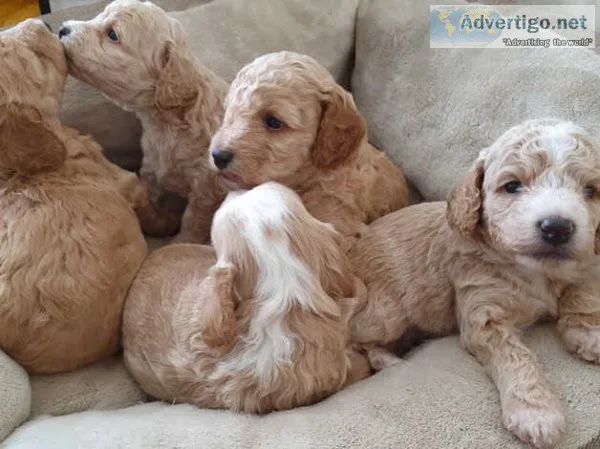 lacy little charming cockapoo ready