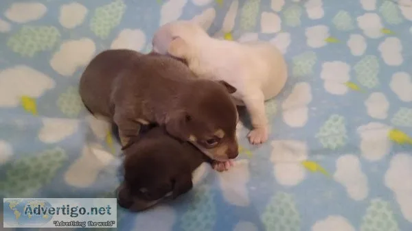 Purebred Teacup Chihuahua Pups