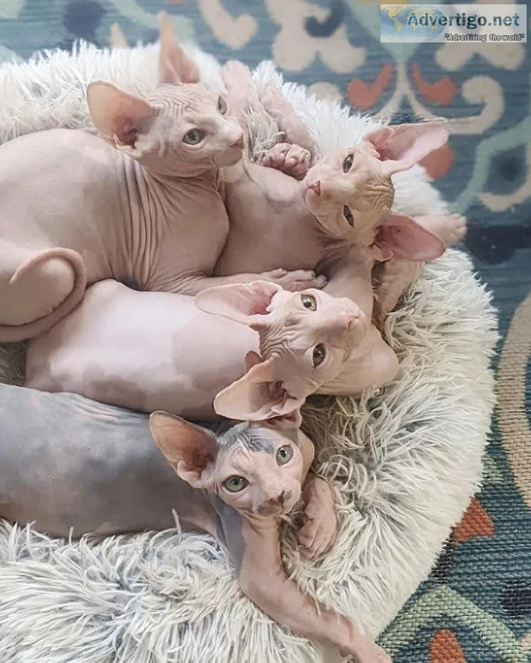 SPHYNX Cats  Kittens Available in Central Florida centralflsphyn