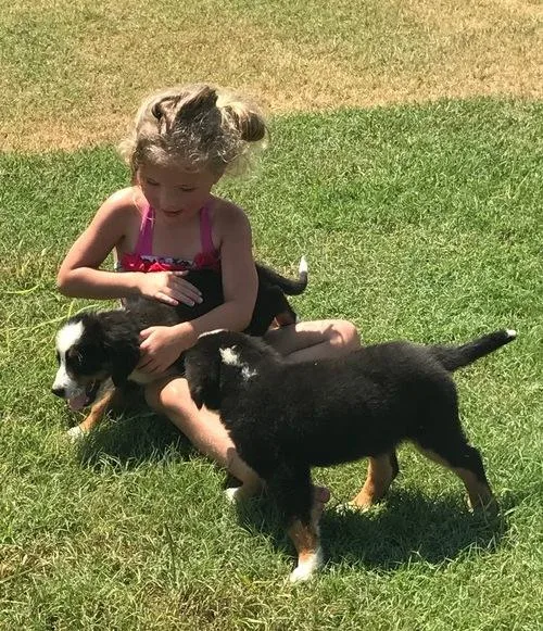 Precocious Bernese Mountain Dog Puppies For Sale