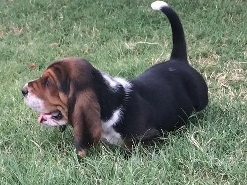 Jocular Basset Hound Puppies For Sale