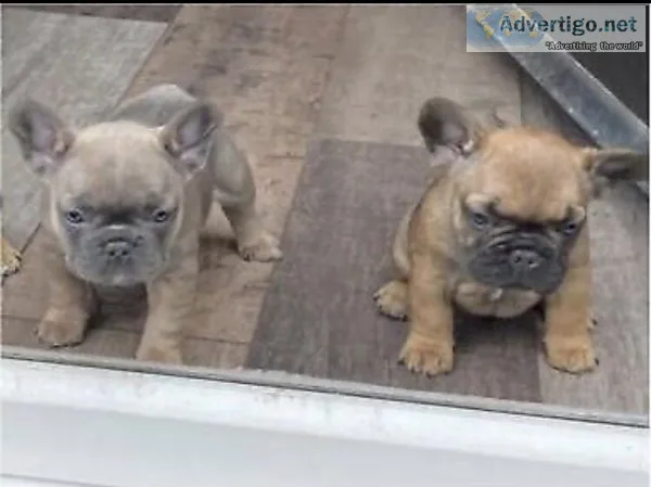 French bulldog puppies
