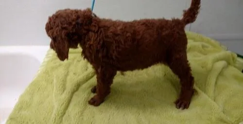 Standard Poodle Puppies For Sale
