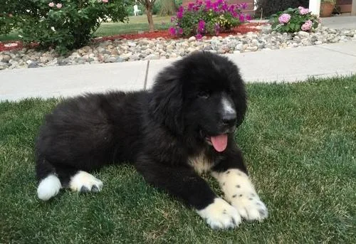 Good Looking Newfoundland Puppies For Sale