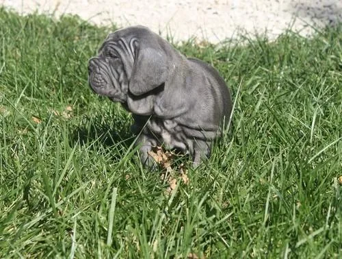 Adorable Neapolitan Mastiff Puppies For Sale