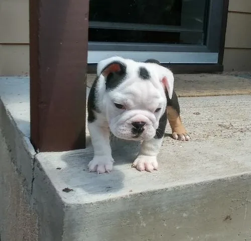 Loving English Bulldog Puppies For Sale
