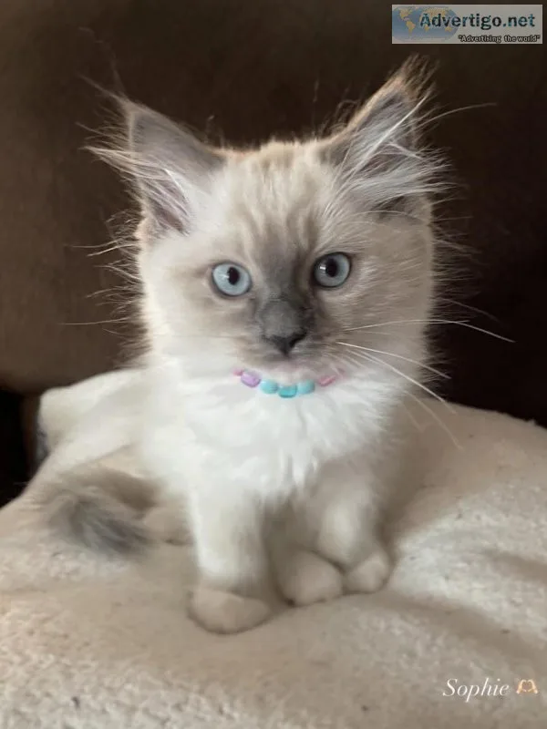 female ragdoll kitten