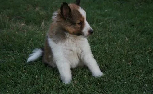 Shetland Sheepdog Puppies For Sale