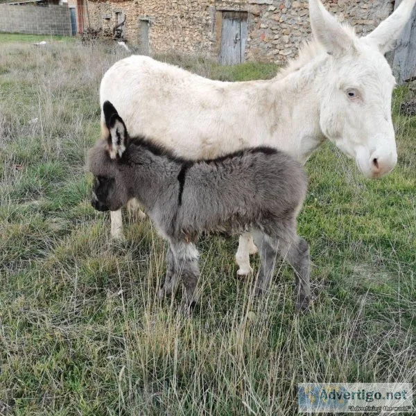 Miniature Donkeys ready for their new Home