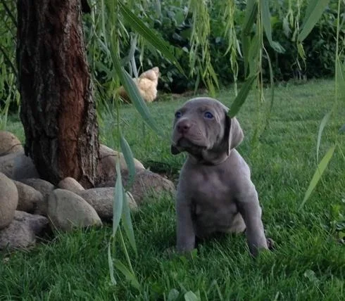 Beautiful Weimaraner Puppies For Sale