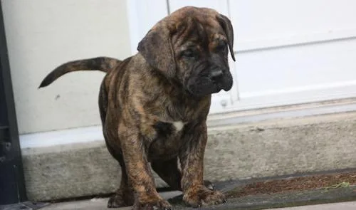 Adorable Bullmastiff Puppies For Sale