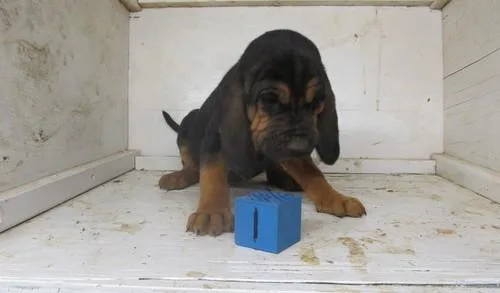 Precocious Bloodhound Puppies For Sale