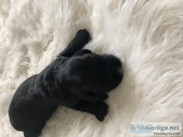 Male Cocker puppies for sale