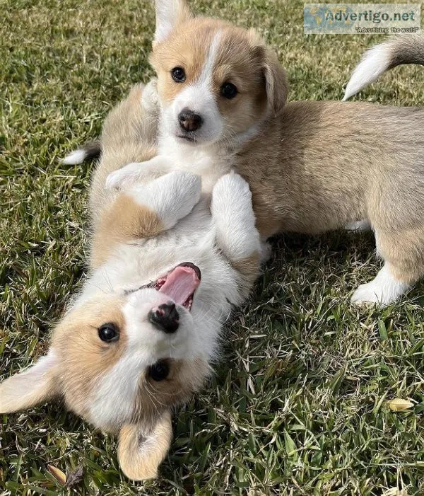 yfhff Pembroke Welsh Corgi puppies