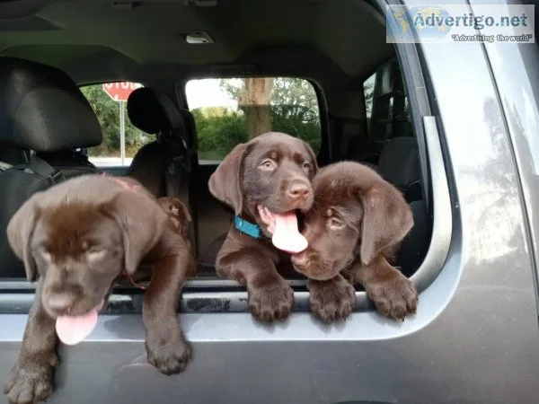 AKC Labrador Puppies