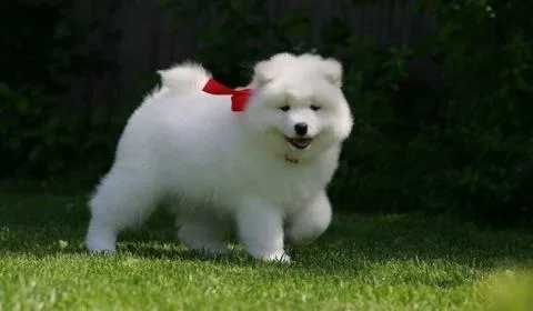 Pure Breed Samoyed Puppies For Sale