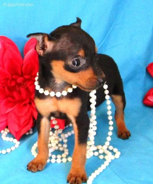 Calm Miniature Pinscher Puppies For Sale