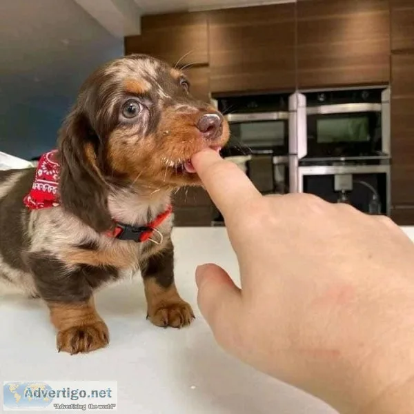 Dachshund puppies ready